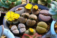 生石花的图片与功效_植物生石花的作用价值