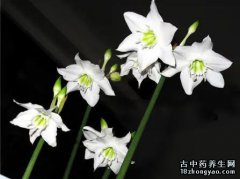 南美水仙的图片与功效_植物南美水仙的作用价值