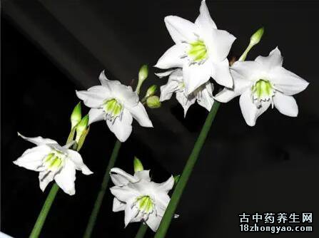 南美水仙的图片与功效