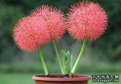 网球花的图片与功效