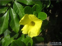 金香藤的图片与功效_植物金香藤的作用价值