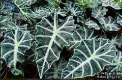 观音莲的图片与功效_植物观音莲的作用价值