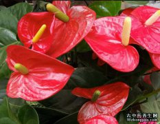 火鹤花的图片与功效_植物火鹤花的作用价值
