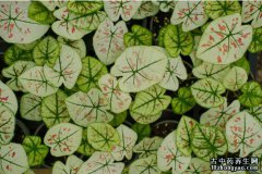 花叶芋的图片与功效_植物花叶芋的作用价值