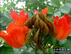 火焰木的图片与功效_植物火焰木的作用价值