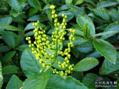 珠兰的图片与功效_植物珠兰的作用价值