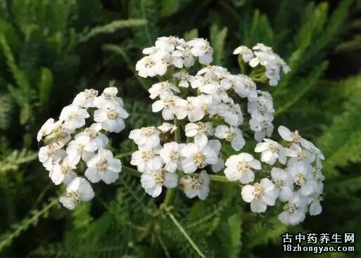 西洋蓍草图片