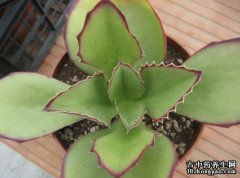 趣蝶莲的图片与功效_植物趣蝶莲的作用价值