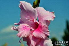 唐菖蒲的图片与功效_植物唐菖蒲的作用价值